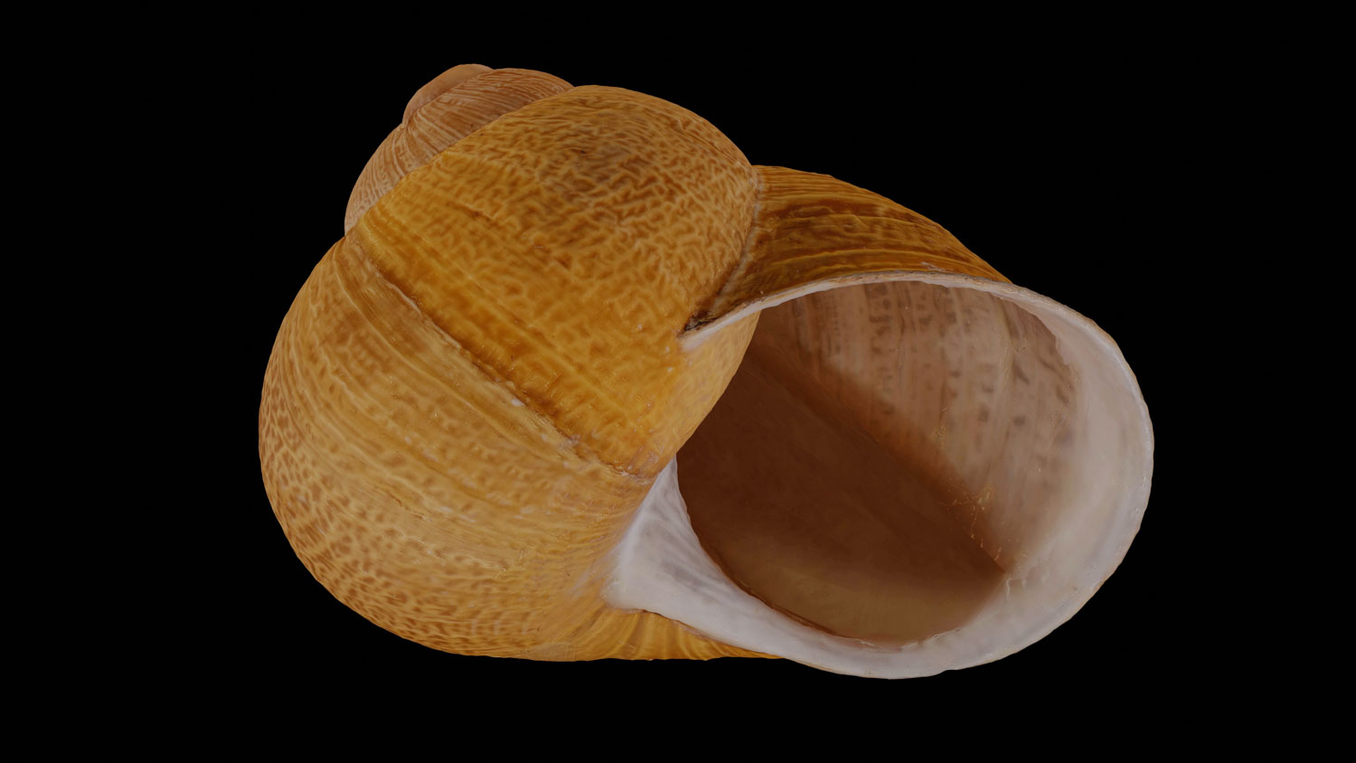 Helix adspersa